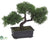 Cedar Bonsai Tree - Green - Pack of 6