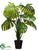 Split Philodendron Plant - Green - Pack of 1