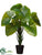 Philodendron Tree - Green - Pack of 1