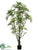 Outdoor Ming Aralia Tree - Green - Pack of 2