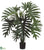 Selloum Philodendron Plant - Green - Pack of 2