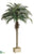 Phoenix Palm Tree - Green - Pack of 1