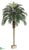 Phoenix Palm Tree - Green - Pack of 1