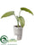 Philodendron Plant - Green - Pack of 3