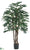 Rhapis Palm Tree - Green Two Tone - Pack of 2