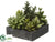 Succulent Garden Arrangement - Green - Pack of 4