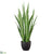 Sansevieria Plant - Green - Pack of 2