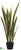 Sansevieria Plant - Green Two Tone Green Yellow - Pack of 2