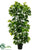 Schefflera Plant - Green - Pack of 2