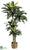 Dracaena Plant - Green - Pack of 2