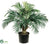 Phoenix Palm Tree - Green - Pack of 2