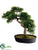 Tea Leaf Bonsai Tree - Green - Pack of 4