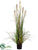 Foxtail Reed Grass - Green Brown - Pack of 4