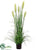 Foxtail Reed Grass - Green - Pack of 4