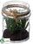 Thyme - Green - Pack of 6