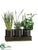 Onion Grass, Lavender, Basil - Green - Pack of 4