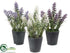 Silk Plants Direct Lavender - Assorted - Pack of 12