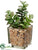 Jade Plant - Green - Pack of 8