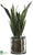 Sansevieria - Green Two Tone - Pack of 1