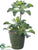 Silk Plants Direct Aeonium Plant - Green - Pack of 2
