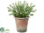 Jade Plant - Green - Pack of 1