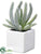 Euphorbia - Green Frosted - Pack of 6