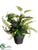 Pothos Plant - Green - Pack of 6