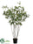 Mountain Ash Tree - Green - Pack of 1