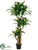 Tropical Dracaena Tree - Green Two Tone - Pack of 1