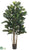 Polynesian Ficus Tree - Green - Pack of 2