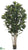 Polynesian Ficus Tree - Green - Pack of 2