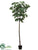Fig Tree - Green - Pack of 2