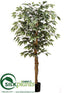 Silk Plants Direct Ficus Tree - Variegated - Pack of 2