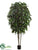Longifolia Tree - Green - Pack of 1