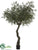 Olive Tree - Green Black - Pack of 1