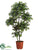 Pittosporum Tree - Green - Pack of 1