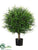 Podocarpus Ball Tree - Green - Pack of 2