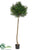 Italian Podocarpus Ball Topiary - Green Two Tone - Pack of 2