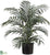 Parlour Palm Plant - Green - Pack of 4