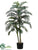 Golden Cane Palm Tree - Green - Pack of 2