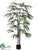 Rhapis Palm Tree - Green - Pack of 2