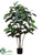 Rubber Plant - Green - Pack of 2