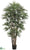 Rhapis Palm Tree - Green - Pack of 2