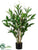 Dracaena Surculosa Plant - Green - Pack of 4