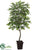 Gingko Tree - Green Two Tone - Pack of 2