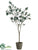 Olive Tree - Green - Pack of 1