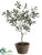 Olive Topiary - Green Burgundy - Pack of 2