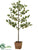Pear Tree - Green - Pack of 1
