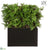 UV Protected Ming Juniper, Twig Hedge - Green - Pack of 1