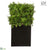 Protected Ming Juniper, Twig Hedge - Green - Pack of 1